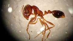 強毒のヒアリ、国内で初定着か 東京港青海ふ頭、拡散の恐れも | 共同通信