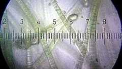 大腸菌にディーゼル油を作らせる