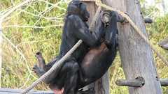 なぜ人間のペニスには「骨」がないのか?