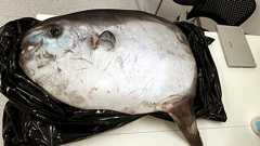 マンボウ丸1匹が3980円だったので実際に買ってマンボウ三昧してみました