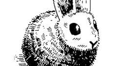 Will Hare replace C? Or Rust? Or Zig? Or anything else?