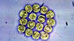 「セックスの起源」は単細胞生物たちが飢餓時に合体するシステムだった - ナゾロジー