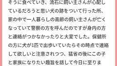 桜とミモザが見頃の今ぐらいの時期に起こった忘れられない出来事があります。 新しく作物を育てるべく大根達を引っこ抜いて一休みしていた所、見慣れぬ犬が来ましてそれなりに大きい子で腰を抜かしそうになりながら見ていた所、犬が大根を美味しそうな音を立ててバリバリ食べだして当時の僕は呆気に囚われました。犬はそれなりに大きいとはいえ明らかにあばら骨と背骨が浮いていてお腹が空いていたのでしょう、もう一心不乱にバリバリ食べていて、人間が食べるには量も多いし時期的にはスがはいってきてもおかしくなくて売りものにならない物だった