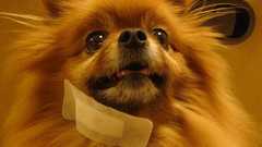 『風立ちぬ』 宮崎駿と堀越二郎を繋ぐのは誰だ?