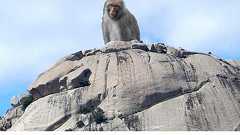 「秩序乱れた」 サル山SNS、2週間で中止に