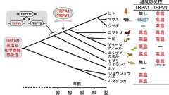 鳥はワサビを「熱い」と感じる ― ニワトリの「ワサビ受容体」は鳥類忌避剤および高温刺激のセンサーとして働く