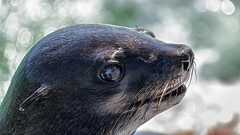 弱肉強食とは言えあまりにも過酷。オットセイの子どもの目玉をくり抜き餓死させることを学習したカモメ(閲覧注意) : カラパイア