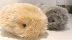 カシオが作ったモフモフAIロボット 生き物らしい「可愛さ」をどう設計したか