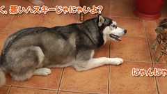 猫となれ合いたくて、あの手この手でアプローチするハスキー犬 | カラパイア