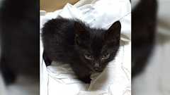 あるものを拾ってしまったオタク