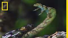 肉食生の蛾の幼虫 ハワイアンキャタピラー | ナショジオ