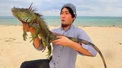 石垣島 グリーンイグアナ捕物帳 ~食味レポートを添えて~