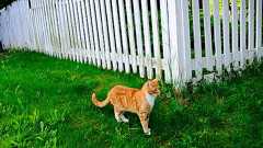 あるNVIDIA社員によるディープラーニングの活用――ネコに庭でフンをさせない方法