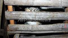 食べられる寸前!飼いネコ300匹を保護 上海