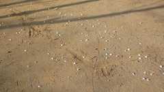 桜の花がまるごと落ちてくるのはなぜ?