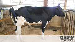 巨体の乳牛、高さ1mの柵跳んで逃走? 少しやせて戻る:朝日新聞デジタル