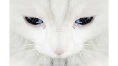 食べたら突然死!? 猫がいる部屋に絶対に飾ってはいけない花・植物一覧