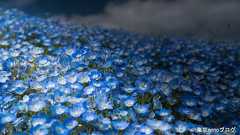 Lightroomの段階フィルターの使い方紹介!写真の奥行き感が増し印象的に