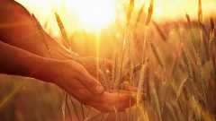 考古植物学者に聞く、人類最古の栽培植物「麦」の歴史 | Moglab(食と農の楽しさを伝えるWEBマガジン)