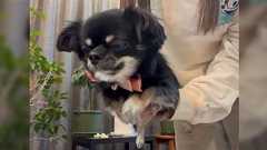 日々「かわいすぎるので食べます」されている犬さん、たまたま泳ぐ動作をした時に爆褒めしたせいか持ち上げたら泳ぐ犬に進化