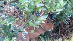 農園のベリーをウサギがもぐもぐ…食害? 実は「ありがたい」ワケ