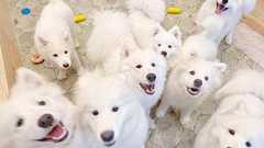 ふわふわの白毛、笑顔のような表情…人気沸騰サモエドと触れ合えるカフェ 東京・原宿