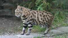 クロアシネコの性格、飼い方、価格相場☆キリンの頸動脈を狙うワイルドさも…!世界最小の猫の魅力とは? | となりねこ