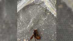 スズメバチを駆除したので掴んで観察しようとしたら師匠が「危ない!!!尻の方をよく見てみるのだ!」と言うので見てみたら毒針が稼働してた