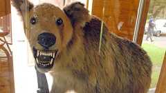 「今でも思い出すと眠れなくなるんです」……死者3名「福岡大ワンゲル部ヒグマ襲撃」50年後の初告白 | 文春オンライン