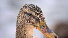 タミフルがカモの泳ぐ京都の川で検出された 【追記 Nature blogでも取り上げ】 | 5号館を出て