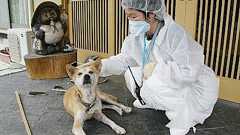 【画像あり】原発3キロ圏内の犬、玄関の前で見つかる・・・ : 哲学ニュースnwk