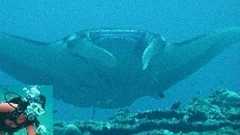 牟田和恵 on Twitter: "ホントそうですよね。だいたい、ミカンのアピールになぜあの絵なのかフシギ。赤十字の宇崎ちゃんもひどかったがまだあれは若い男性層に献血の呼びかけを、という意図は理解できた。でもなんでミカンで?家族向け、食料品の買い物するお母さん向けに… https://t.co/nENCfGEd46"