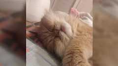 石川優実氏が木村花さんの名前を出していないと反論、なおWeb魚拓には木村花さんの名前が書かれた石川氏の署名入りの文書が見つかる