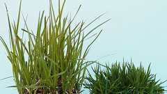 密度3倍…トヨタ「葉の短い芝生」開発、バイオ技術を農業に生かす ニュースイッチ by 日刊工業新聞社