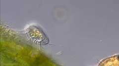 【虫注意?】単細胞生物「ミズヒラタムシ」、どうみても単細胞に見えない高度な動き方に衝撃「固定観念壊された」