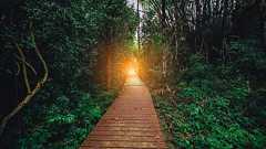 量子コンピューターで生物の進化を解明、自然淘汰の特性を再現