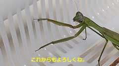 個人的なはてなブログあるある。 - プルとカマ江と飼い主と。