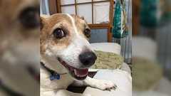 散歩中に出会った少年「この犬何歳ですか」「五歳です」「僕はもっと昔にこの犬に会ってるはずです」小説のような出来事にほっこり