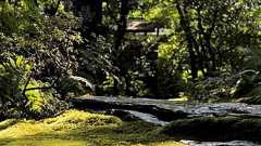 「中国の一部になるのに消されるよ」 マナー違反を注意した京都・高台寺岡林院が脅される