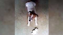 犬はたまに“自慢の品”を見せに来るが飼い主が手に取ろうとすると顔を大胆に背けたりする謎の行動を繰り返す「人間でもそういう事する人は多い」