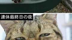 この三連休の過ごし方をネコで表現した画像が的確すぎると話題に:ハムスター速報