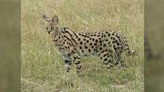 #けものフレンズ 科学考証まとめ