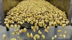 精子の数と質、ナッツ類の摂取で「著しく改善」 研究