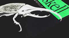 ScottyはHaskellのSinatraクローン