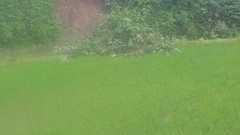 大雨だから田んぼの様子を見に行く件 | 農家こうめのワイン