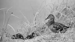 オタクに対する視線の世代差と、母親世代の男性嫌悪についてと、個人的な日記|あんきも|note