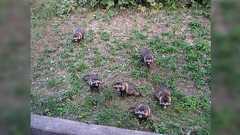 15~6年くらい前の春に裏の庭にひょこっと夫婦で顔を見せに来たタヌキに見かけるたびに声をかけていたら秋に子タヌキを見せに来てそこから数年付き合いが続いている