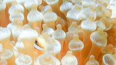 100円均一で揃えられる!花火大会を快適に過ごせる7つのアイテム。