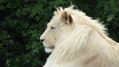 狩りで殺すために「突然変異」の動物まで育てている恐るべき牧場経営の実態が明らかに