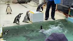 おたる水族館の “全然言うこと聞かないペンギンショー” がとにかく言うこと聞かなくてめっちゃ面白い「想像するだけで楽しい」